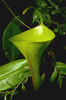 Nepenthes inermis Carnivora