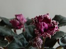 DSCN6828