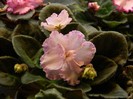 aly's crinolines