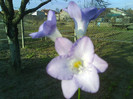 016 FREESIA hibrida