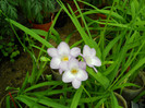 004 FREESIA hibrida