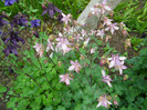 015 AQUILEGIA VULGARIS