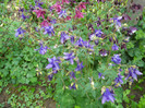 017 AQUILEGIA VULGARIS