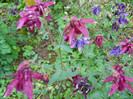 018 AQUILEGIA VULGARIS