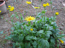 022 DORONICUM ORIENTALE