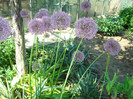 012 ALLIUM GIGANTEUM