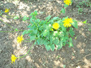 014 DORONICUM ORIENTALE