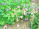 033 AQUILEGIA VULGARIS  -Caldarusa