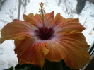 P1110561