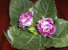 gloxinia dubla