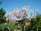 009 WISTERIA FLORIBUNDA