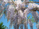 021 WISTERIA FLORIBUNDA