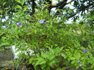 DSCN0004 SOLANUM RANTONNETII