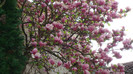 DSC00812 MAGNOLIA SOULANGEANA