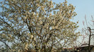 DSC00820 CIRES DE MAI -PRUNUS AVIUM