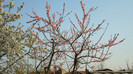 DSC00822 PIERSIC-PRUNUS PERSICA