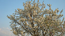 DSC00850 CIRES DE MAI -PRUNUS AVIUM