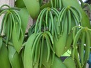 Vanilla planifolia(vanilia) Lastari de vanzare