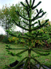 Araucaria araucana