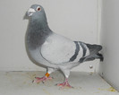 poza 106