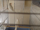 canari pui malinoa cu roller