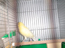 canarita malinoa cu roller