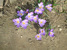 007 CROCUS VERNUS
