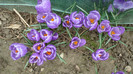 DSC00746 CROCUS VERNUS