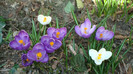 DSC00753 CROCUS VERNUS