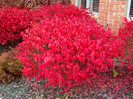 euonymus alata