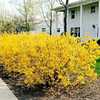 Forsythia intermedia
