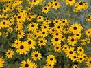 rudbeckia hirta