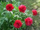 Paeonia_Rubra_Plena