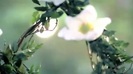 Demi Lovato - Gift Of A Friend - Official Music Video 697