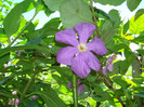 DSC00114 CLEMATIS VITICELLA
