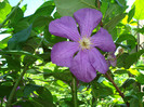 DSC00115 CLEMATIS VITICELLA