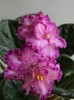 DSCN6920