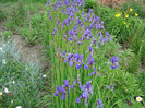 DSC01037 IRIS SIBIRICA