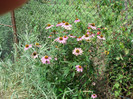 DSC00196 ECHINACEA PURPUREA