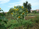 DSC00204 HELIANTHUS ANNUUS
