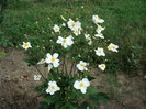 DSC00420 POTENTILLA ALBA