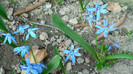DSC00758 SCILLA BIFOLIA