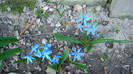 DSC00759 SCILLA BIFOLIA