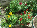 DSC00890 CHEIRANTHUS CHEIRI