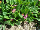 DSC00898 PRIMULA