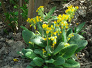DSC00901 PRIMULA