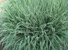 DSC00918 PHALARIS ARUNDINACEA