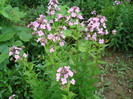 DSC01036 PHLOX PANICULATA