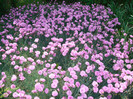 DSC01074 DIANTHUS PLUMARIUS