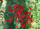 DSC01141 DIANTHUS CARYOPHYLLIUM